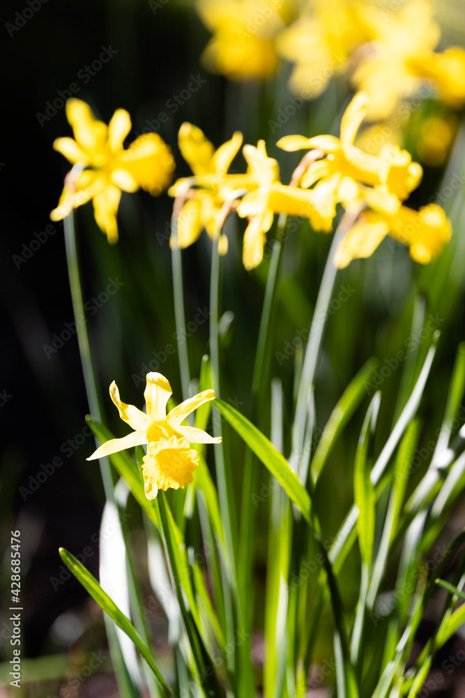 Photo by Lea Tyrrell | Available via Adobe Stock Images