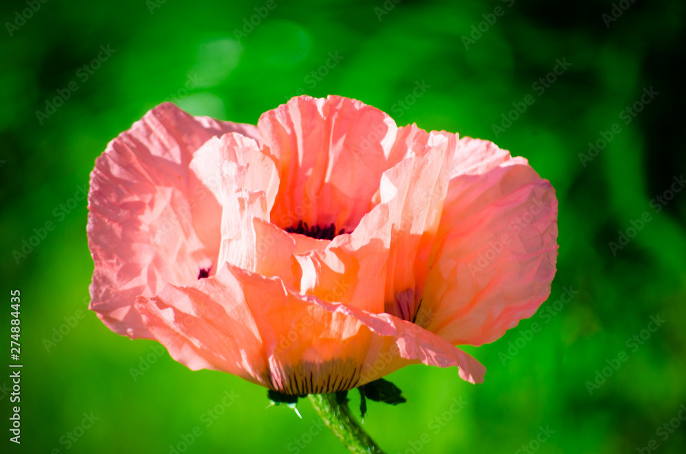 Photo by Lea Tyrrell | Available via Adobe Stock Images