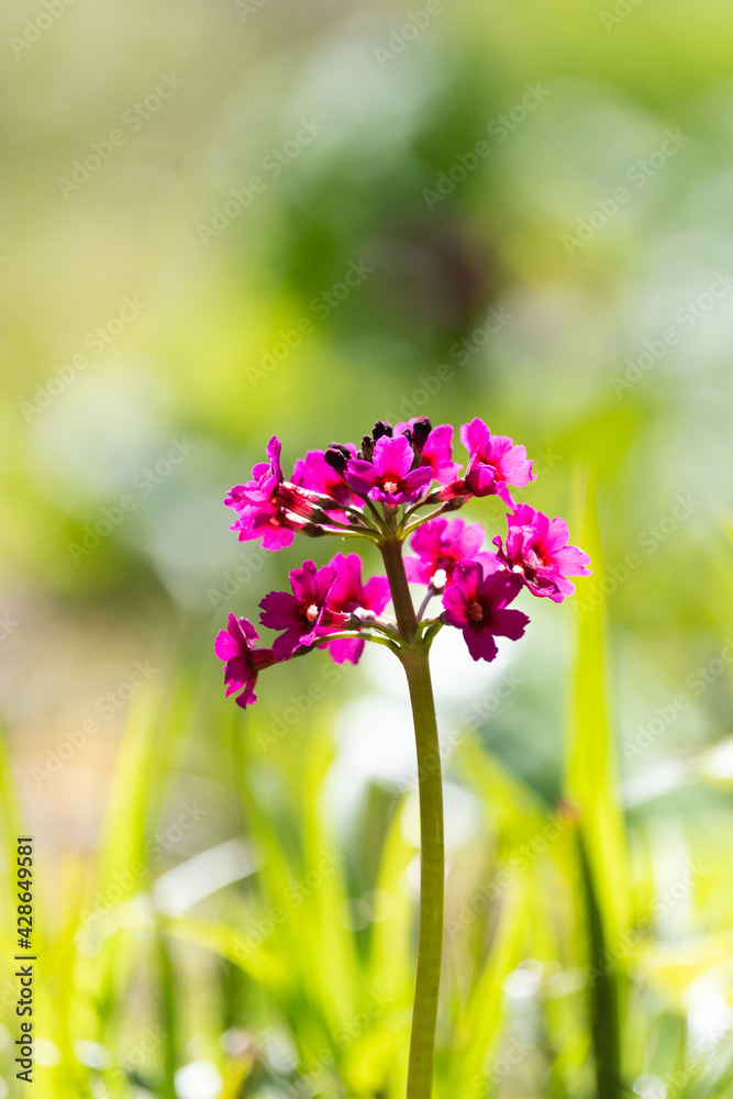 Photo by Lea Tyrrell | Available via Adobe Stock Images