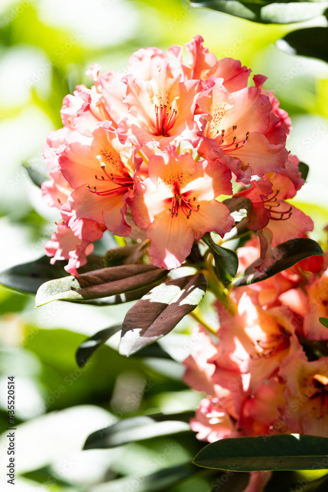 Photo by Lea Tyrrell | Available via Adobe Stock Images