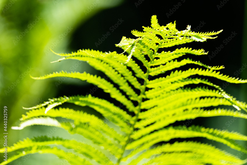 Photo by Lea Tyrrell | Available via Adobe Stock Images