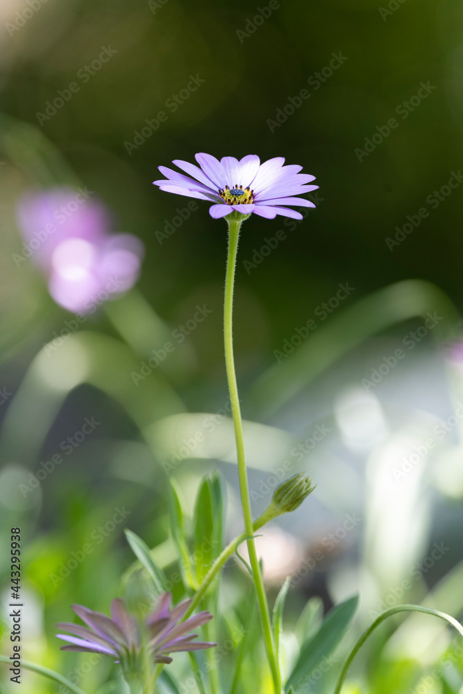 Photo by Lea Tyrrell | Available via Adobe Stock Images