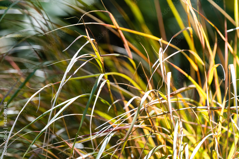 Photo by Lea Tyrrell | Available via Adobe Stock Images