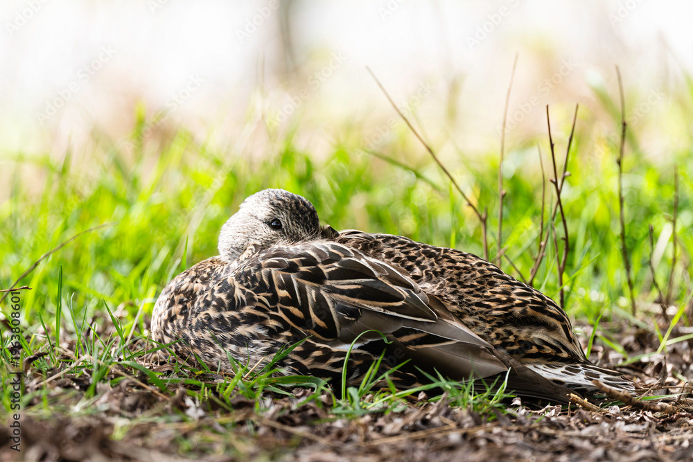 Photo by Lea Tyrrell | Available via Adobe Stock Images