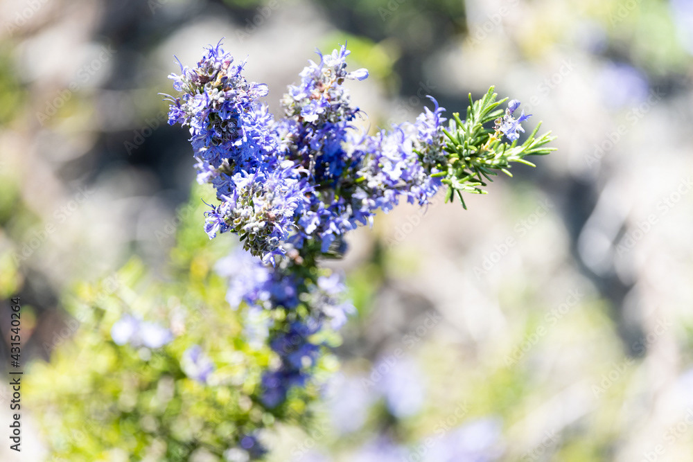 Photo by Lea Tyrrell | Available via Adobe Stock Images