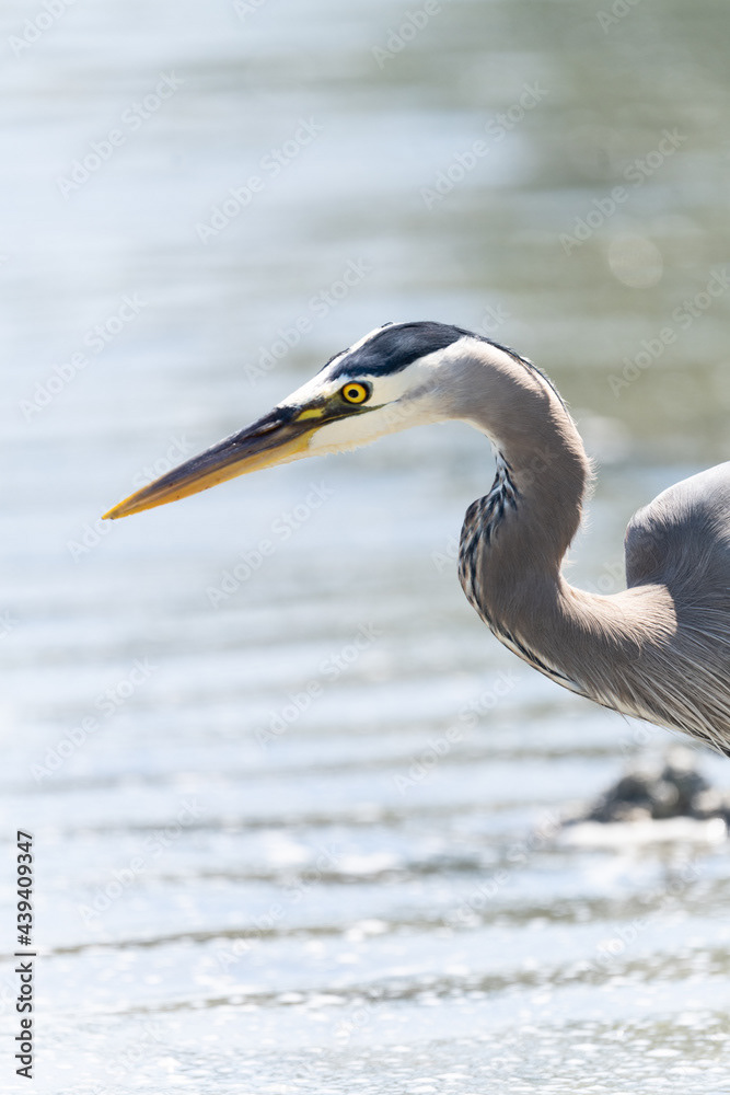 Photo by Lea Tyrrell | Available via Adobe Stock Images
