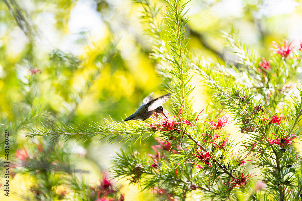Photo by Lea Tyrrell | Available via Adobe Stock Images