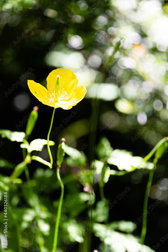 Photo by Lea Tyrrell | Available via Adobe Stock Images