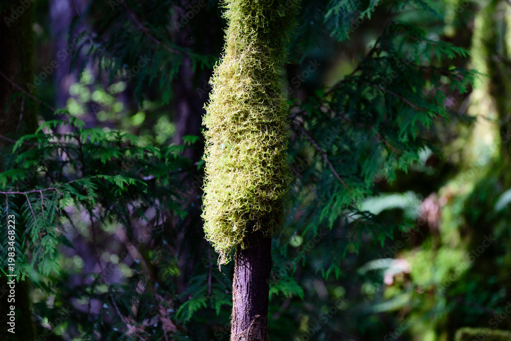 Photo by Lea Tyrrell | Available via Adobe Stock Images