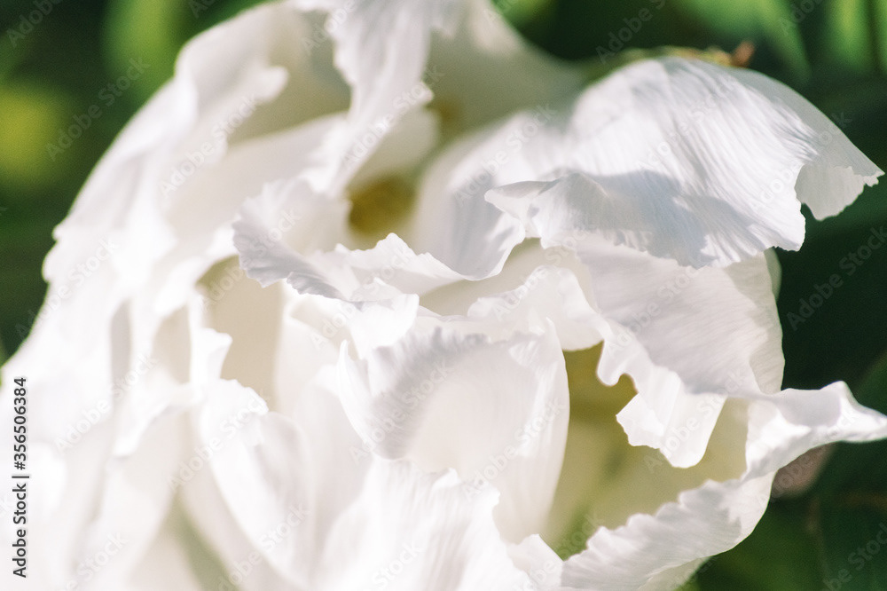 Photo by Lea Tyrrell | Available via Adobe Stock Images
