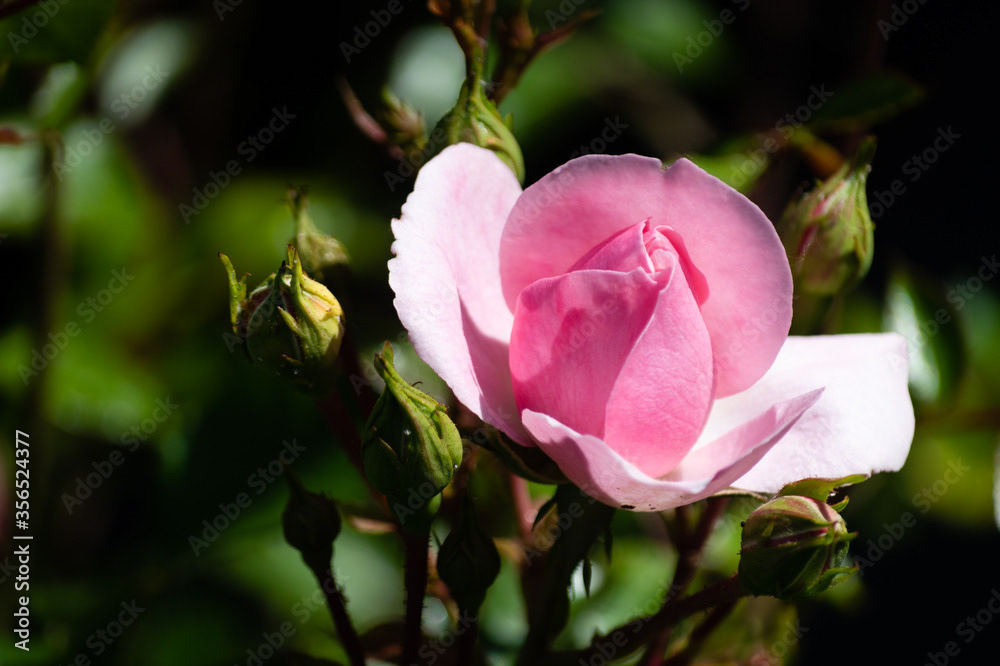 Photo by Lea Tyrrell | Available via Adobe Stock Images
