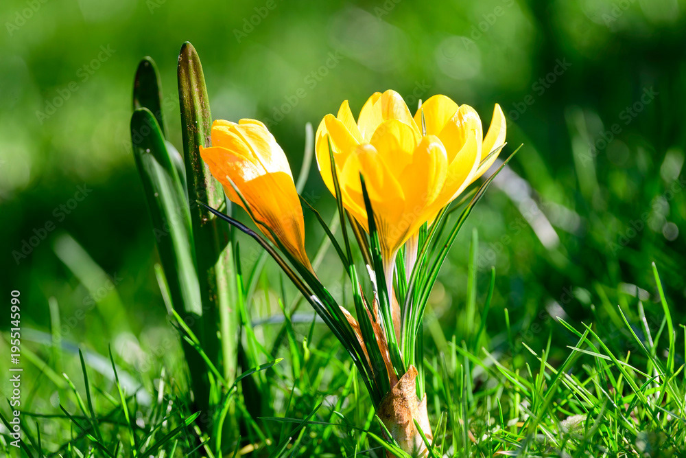 Photo by Lea Tyrrell | Available via Adobe Stock Images