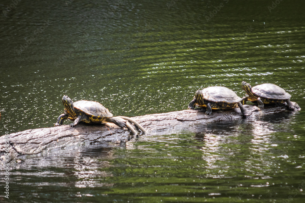 Photo by Lea Tyrrell | Available via Adobe Stock Images