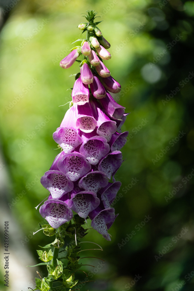 Photo by Lea Tyrrell | Available via Adobe Stock Images