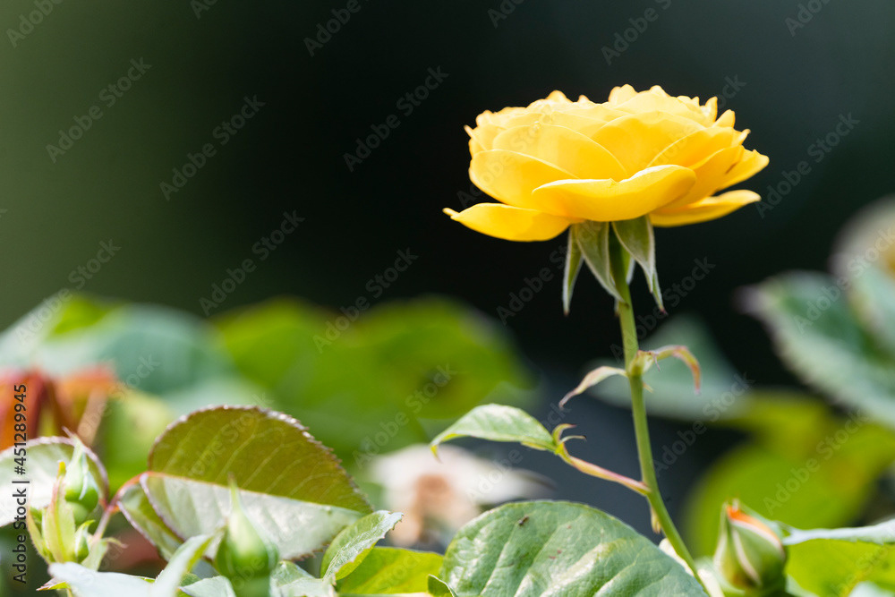 Photo by Lea Tyrrell | Available via Adobe Stock Images