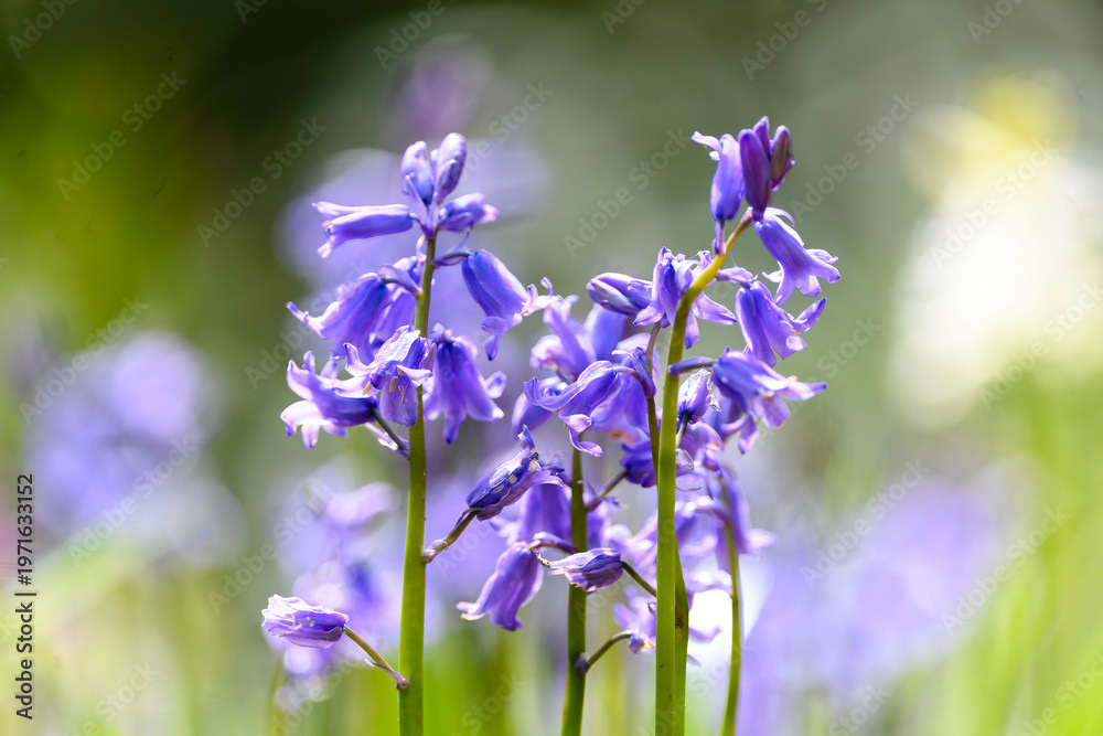 Photo by Lea Tyrrell | Available via Adobe Stock Images