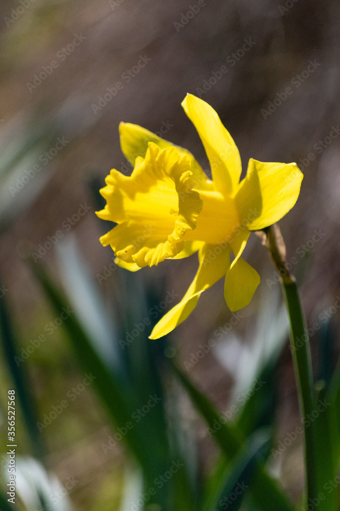 Photo by Lea Tyrrell | Available via Adobe Stock Images