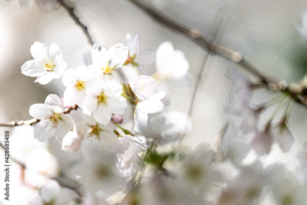 Photo by Lea Tyrrell | Available via Adobe Stock Images