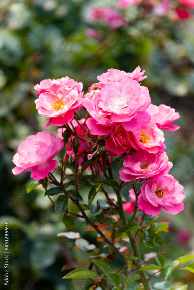 Photo by Lea Tyrrell | Available via Adobe Stock Images