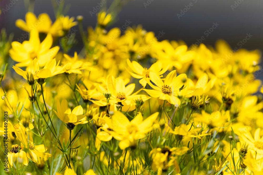 Photo by Lea Tyrrell | Available via Adobe Stock Images