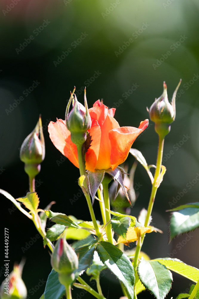 Photo by Lea Tyrrell | Available via Adobe Stock Images