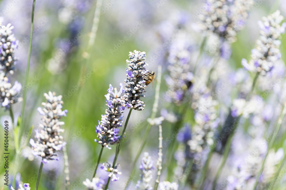 Photo by Lea Tyrrell | Available via Adobe Stock Images