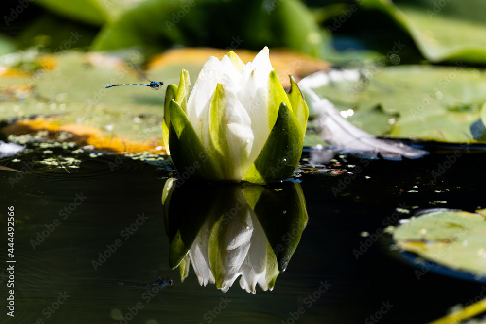 Photo by Lea Tyrrell | Available via Adobe Stock Images