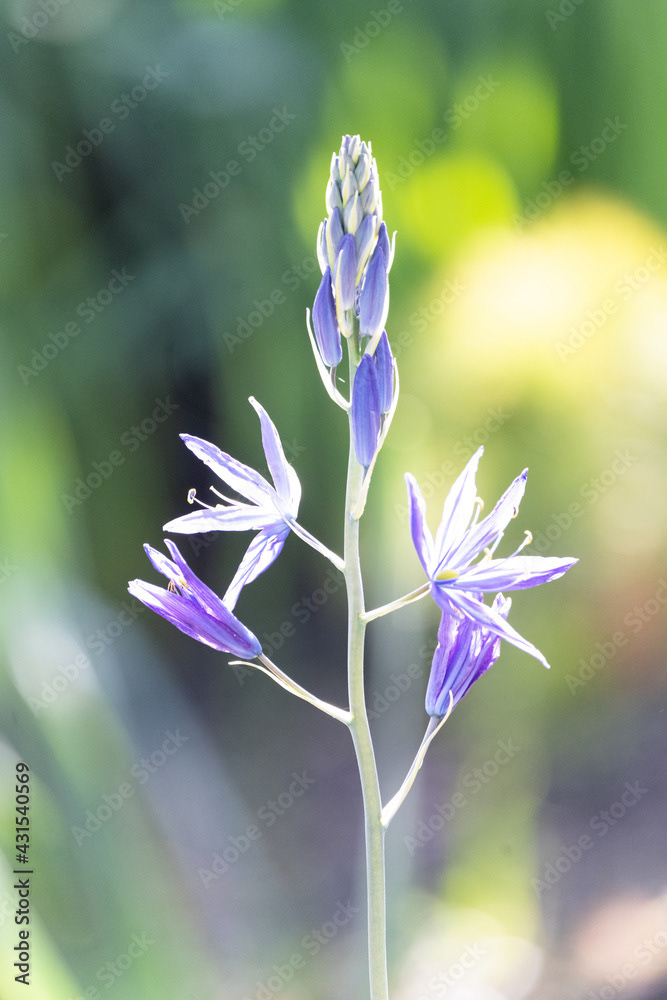 Photo by Lea Tyrrell | Available via Adobe Stock Images