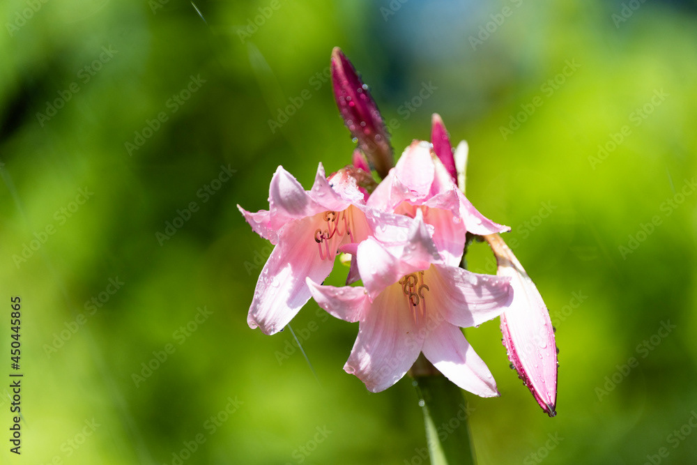 Photo by Lea Tyrrell | Available via Adobe Stock Images