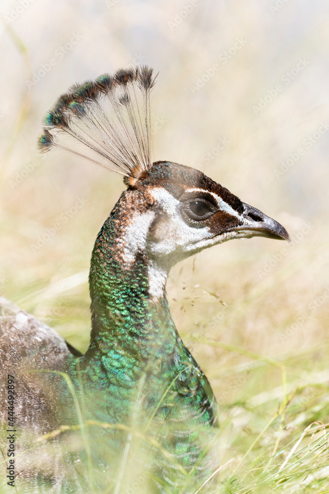 Photo by Lea Tyrrell | Available via Adobe Stock Images