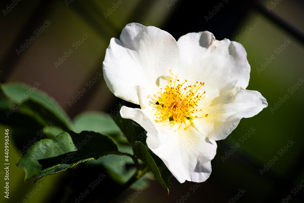 Photo by Lea Tyrrell | Available via Adobe Stock Images