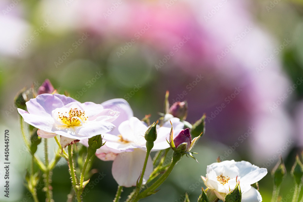 Photo by Lea Tyrrell | Available via Adobe Stock Images