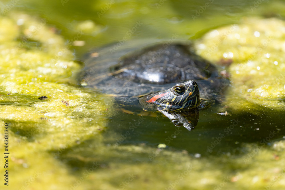 Photo by Lea Tyrrell | Available via Adobe Stock Images