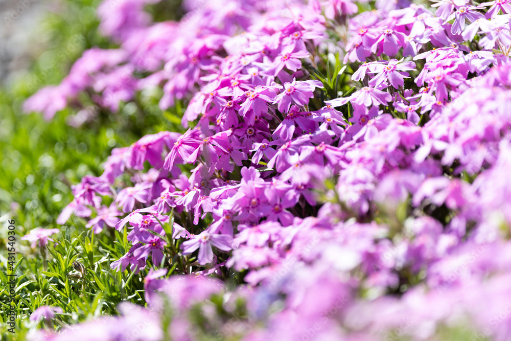 Photo by Lea Tyrrell | Available via Adobe Stock Images