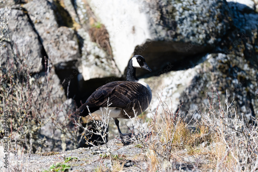 Photo by Lea Tyrrell | Available via Adobe Stock Images