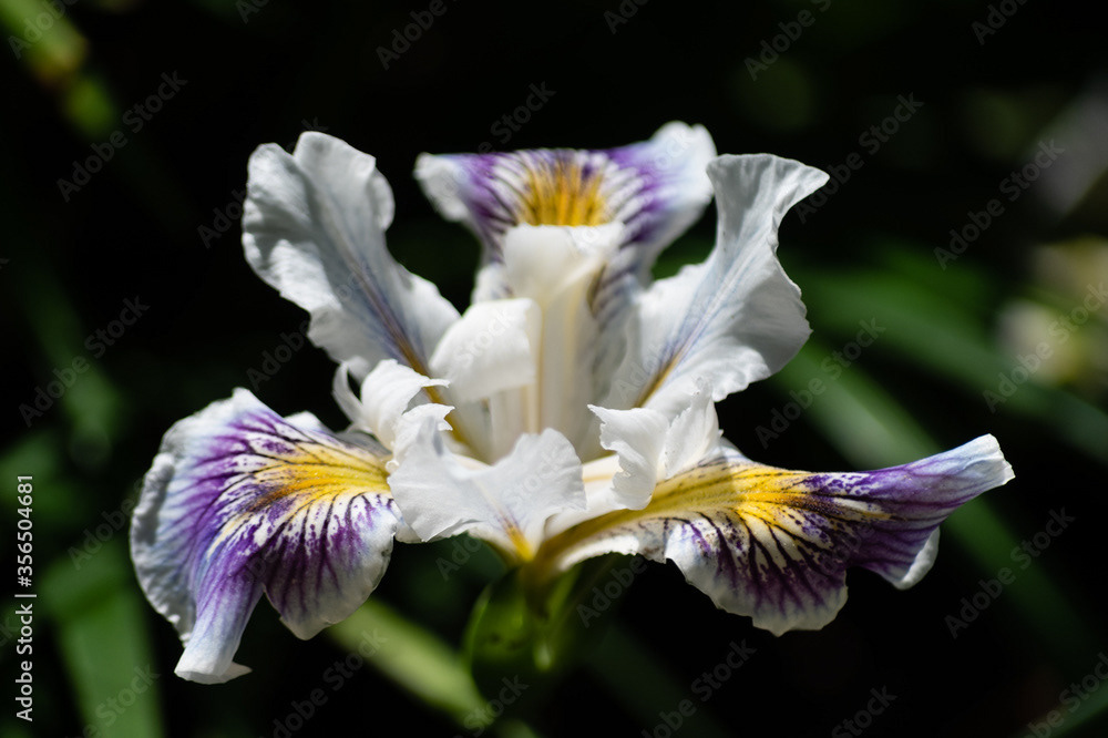 Photo by Lea Tyrrell | Available via Adobe Stock Images