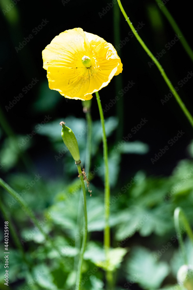 Photo by Lea Tyrrell | Available via Adobe Stock Images