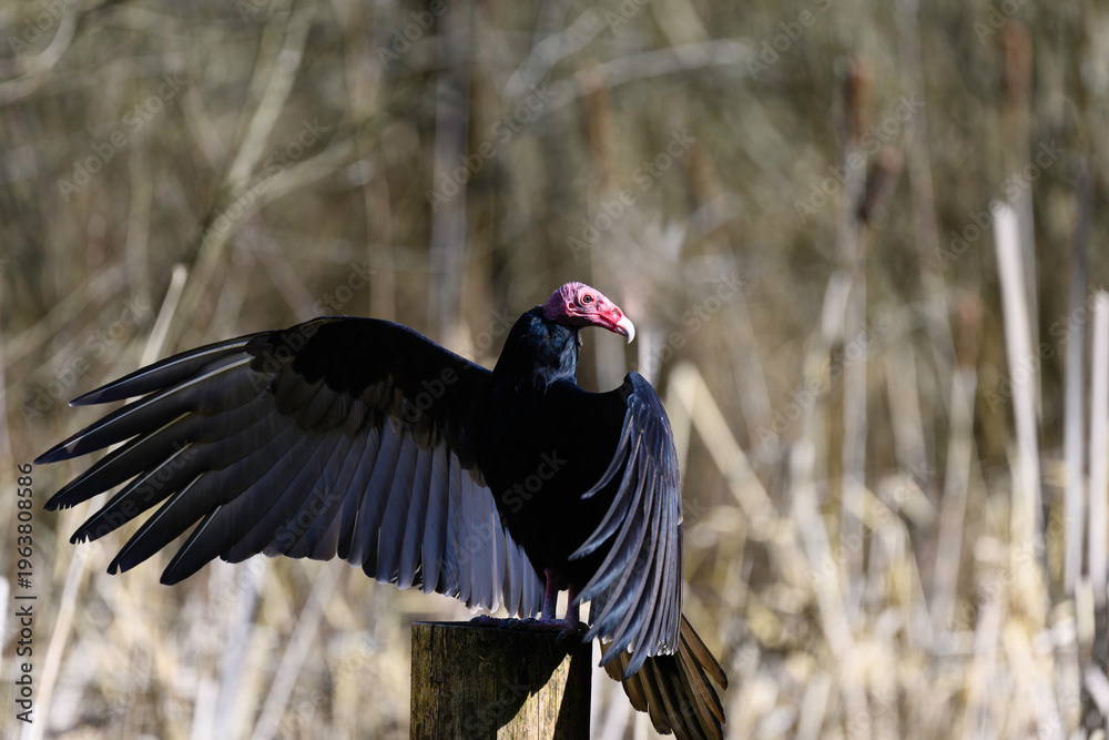 Photo by Lea Tyrrell | Available via Adobe Stock Images