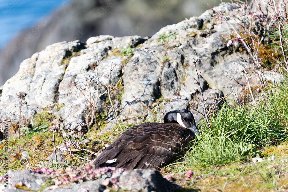 Photo by Lea Tyrrell | Available via Adobe Stock Images