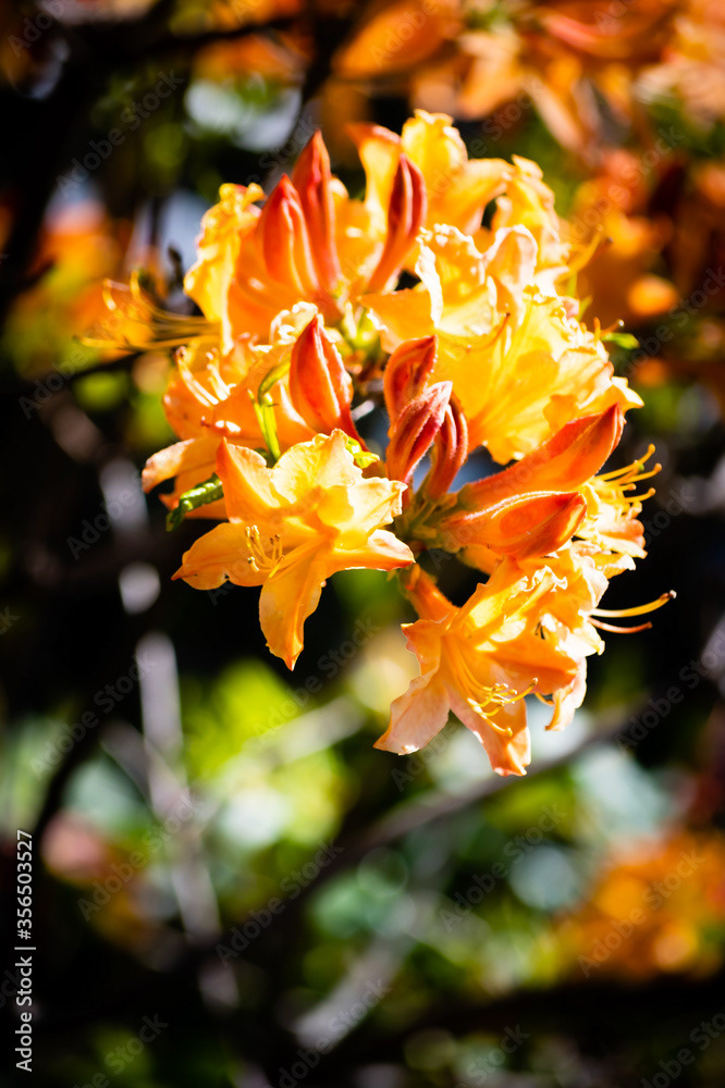 Photo by Lea Tyrrell | Available via Adobe Stock Images