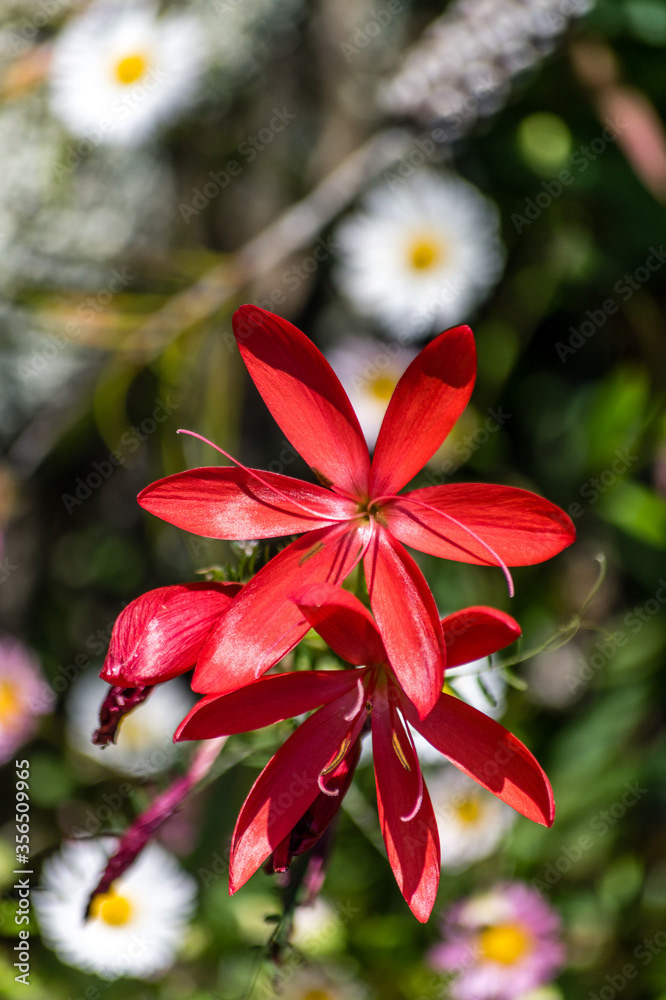 Photo by Lea Tyrrell | Available via Adobe Stock Images