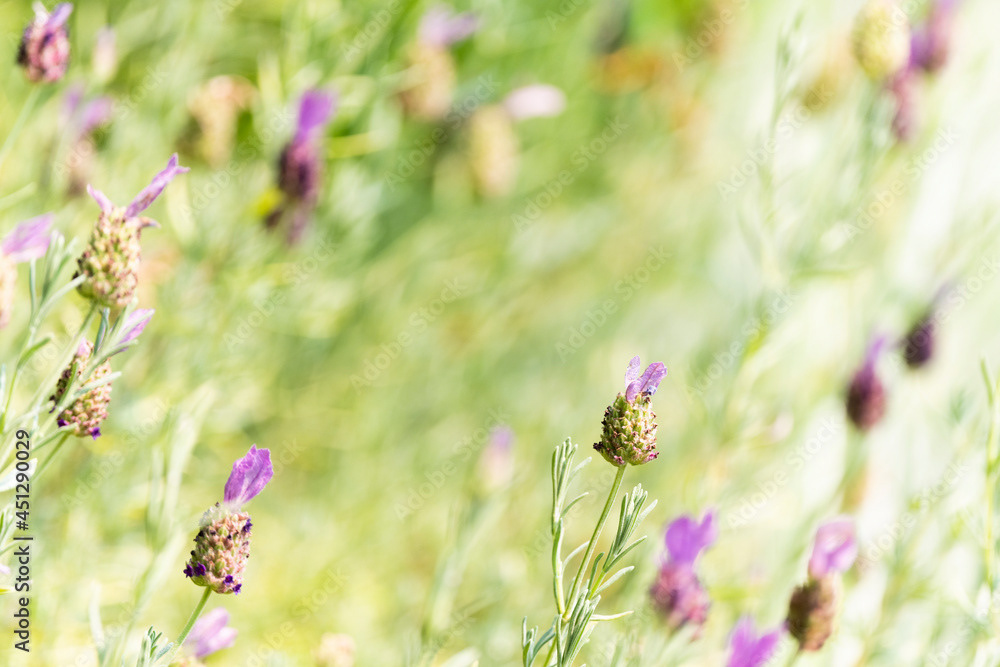 Photo by Lea Tyrrell | Available via Adobe Stock Images