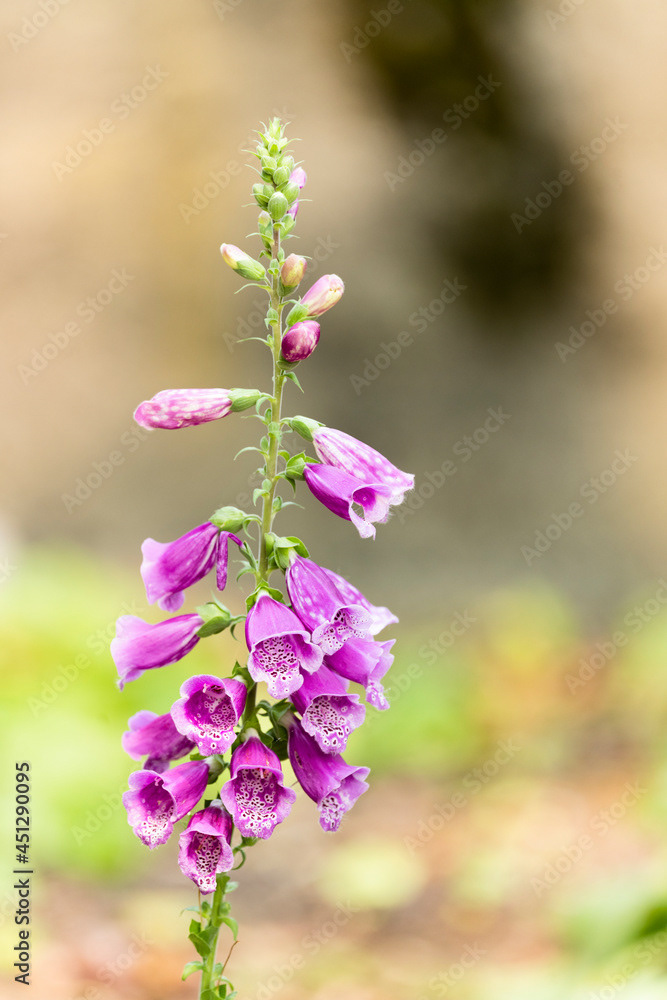 Photo by Lea Tyrrell | Available via Adobe Stock Images