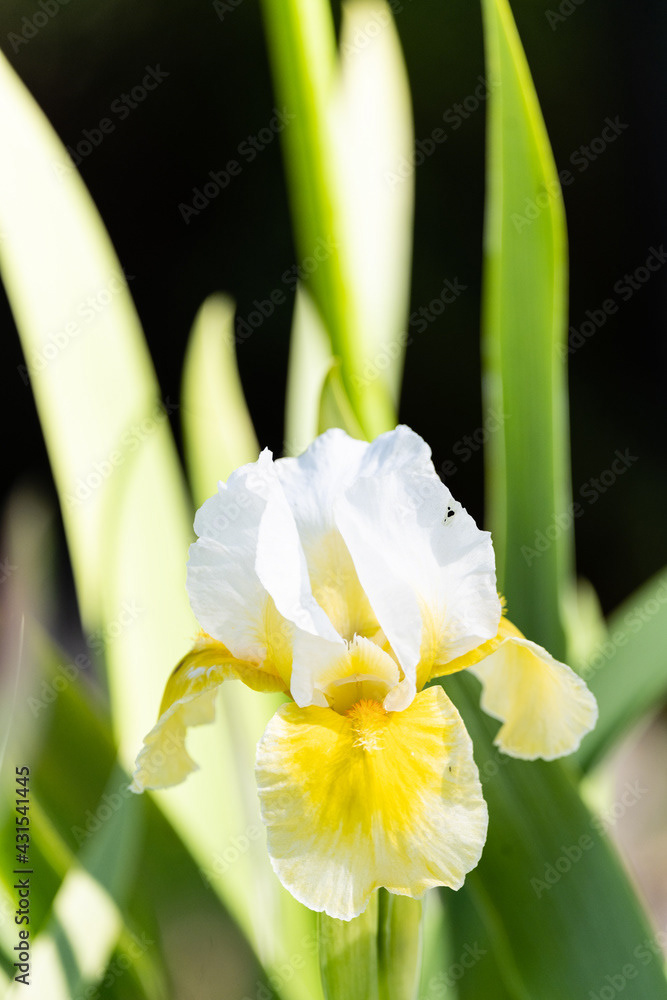 Photo by Lea Tyrrell | Available via Adobe Stock Images