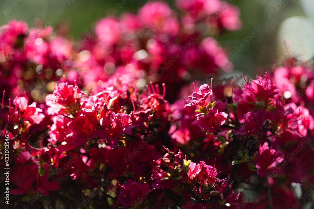 Photo by Lea Tyrrell | Available via Adobe Stock Images