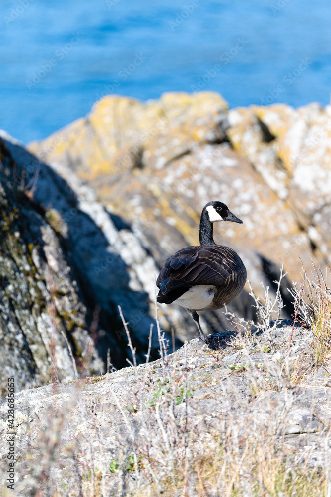 Photo by Lea Tyrrell | Available via Adobe Stock Images