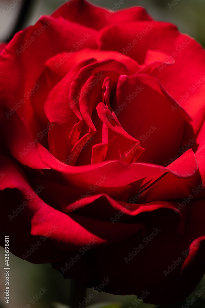 Photo by Lea Tyrrell | Available via Adobe Stock Images