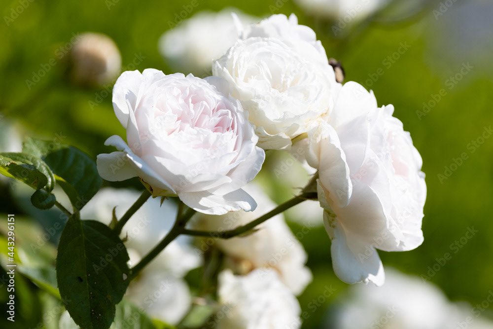 Photo by Lea Tyrrell | Available via Adobe Stock Images