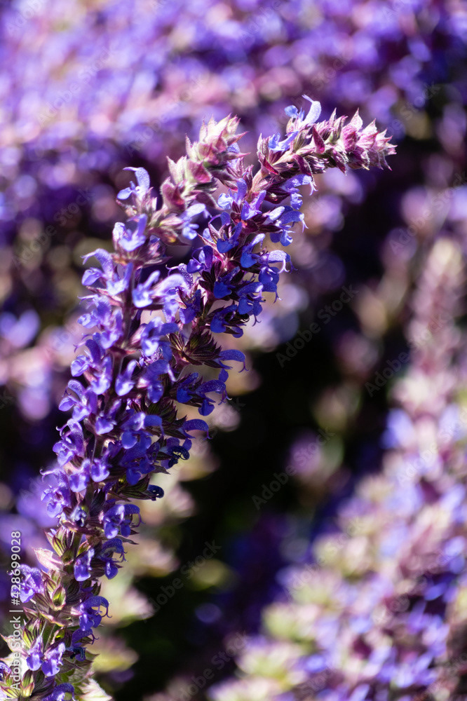 Photo by Lea Tyrrell | Available via Adobe Stock Images