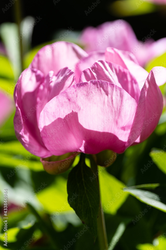 Photo by Lea Tyrrell | Available via Adobe Stock Images